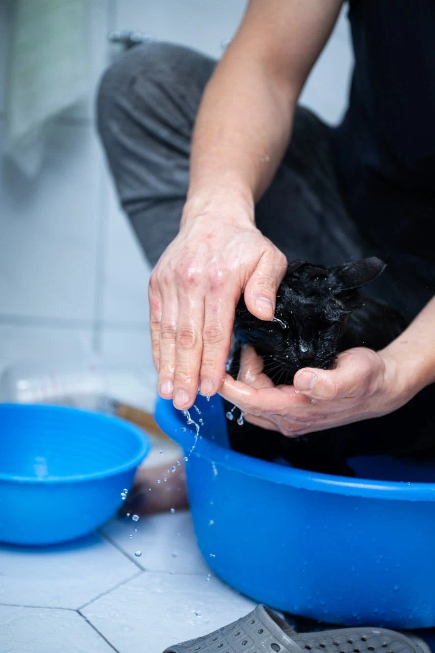 이건 고양이가 맞다.. 고양이 맞다고..._10.webp