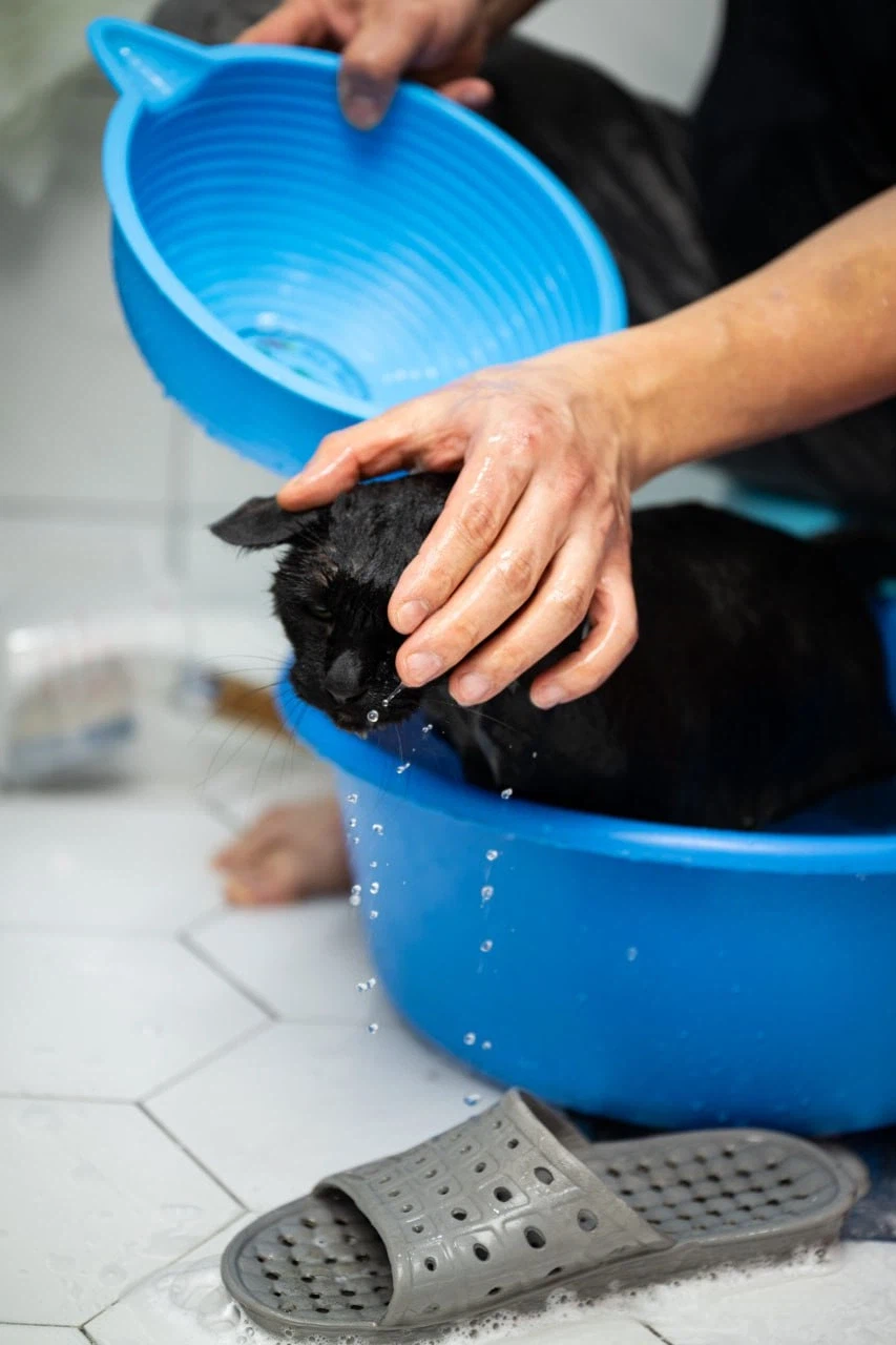 이건 고양이가 맞다.. 고양이 맞다고..._11.webp