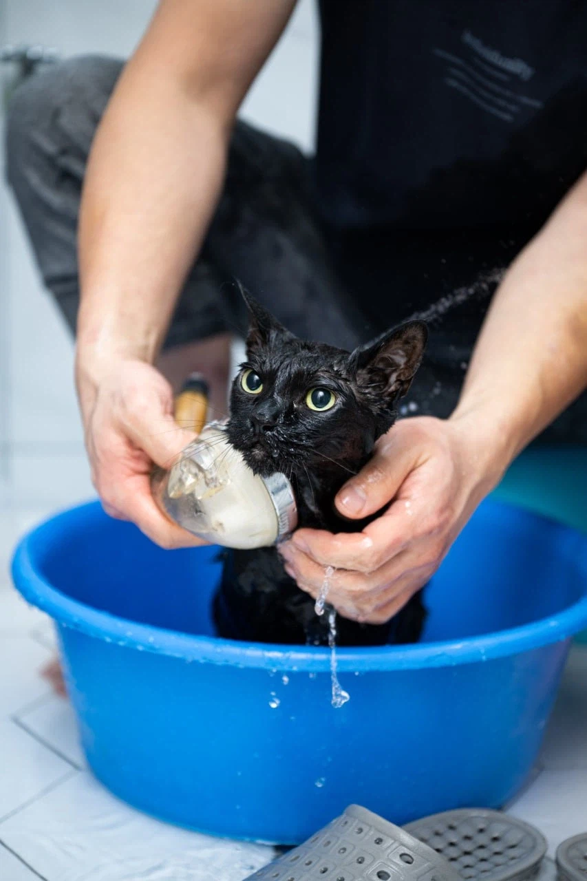 이건 고양이가 맞다.. 고양이 맞다고..._13.webp