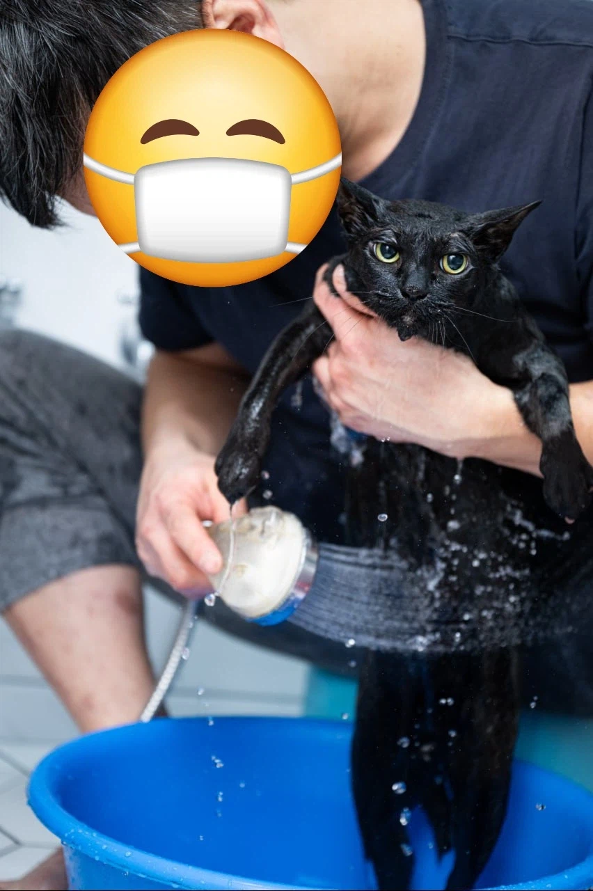 이건 고양이가 맞다.. 고양이 맞다고..._15.webp