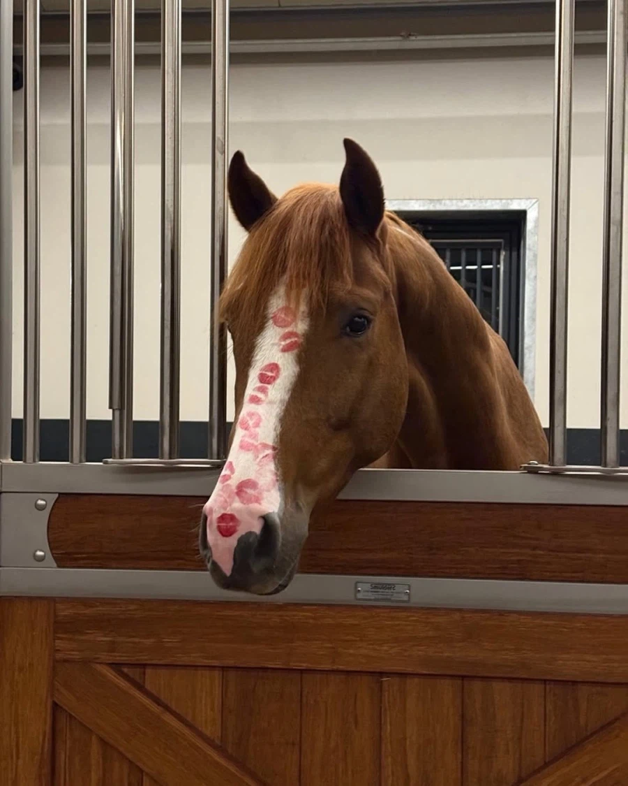 키스마크로 떡칠된 말._1.webp