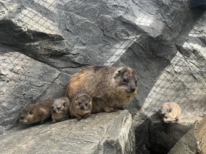 가장 평범하게 생긴 걸로 유명한 동물.jpg_4.webp