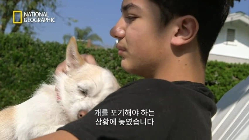 개 행동이 이상하게 공격적이면 병원에 가봐야함_3.webp