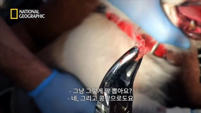 개 행동이 이상하게 공격적이면 병원에 가봐야함_6.webp