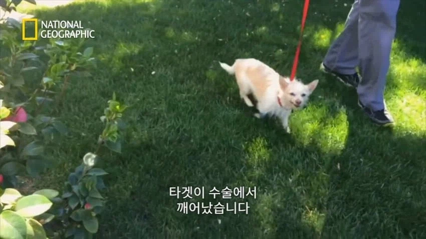 개 행동이 이상하게 공격적이면 병원에 가봐야함_8.webp