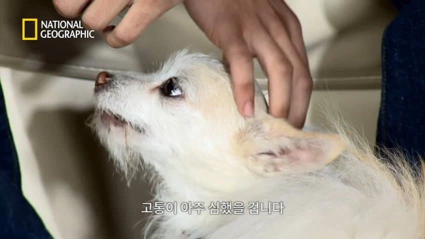 개 행동이 이상하게 공격적이면 병원에 가봐야함_15.webp