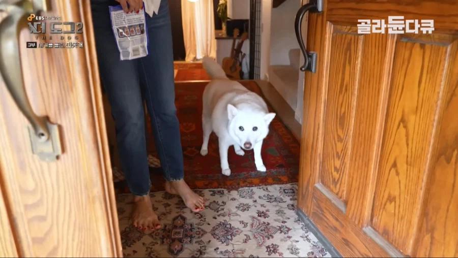 니들 진돗개 살찌는 것 본 적 있냐?_2.webp