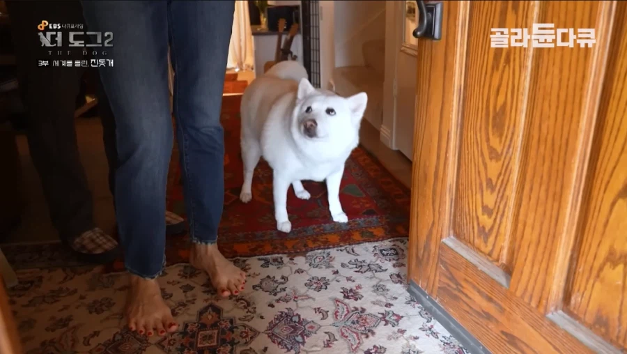 니들 진돗개 살찌는 것 본 적 있냐?_3.webp