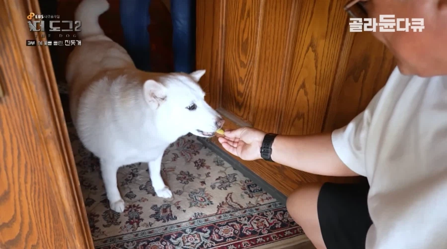 니들 진돗개 살찌는 것 본 적 있냐?_5.webp