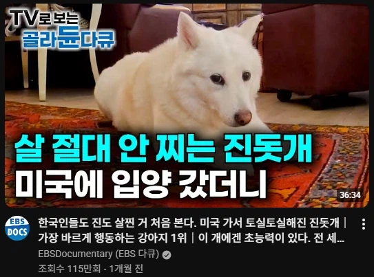 니들 진돗개 살찌는 것 본 적 있냐?_1.webp