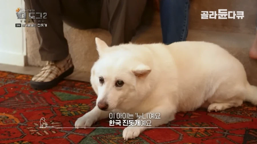 니들 진돗개 살찌는 것 본 적 있냐?_6.webp