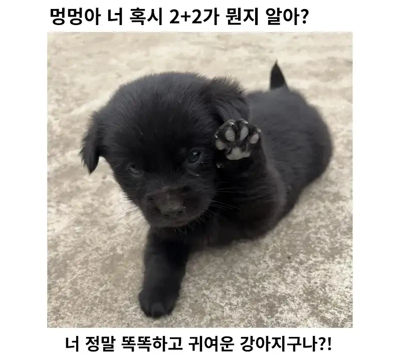 벌써부터 산수를 배운 하룻강아지_1.webp