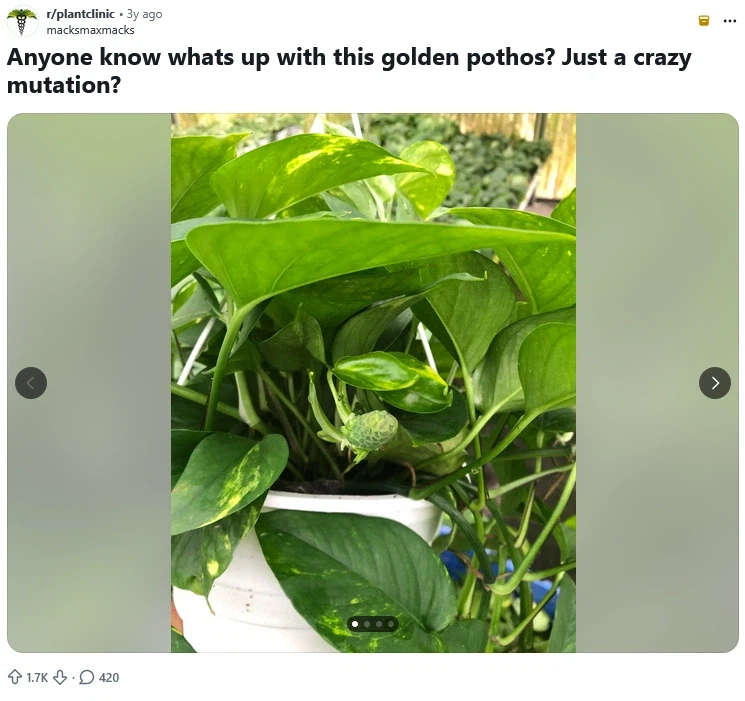 59년만에 기록 갱신한 레딧 식집사.jpg_1.webp