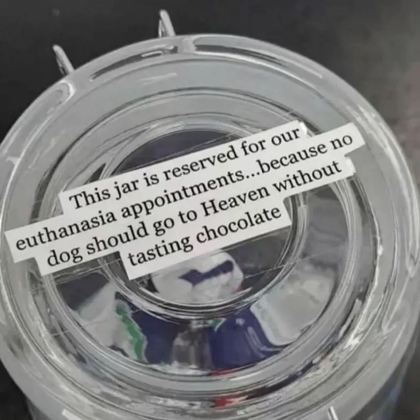 수의사가 강아지에게 초콜릿을 주는 이유_4.webp