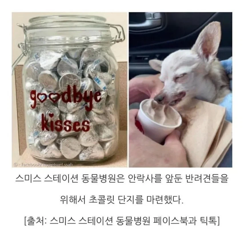수의사가 강아지에게 초콜릿을 주는 이유_5.webp