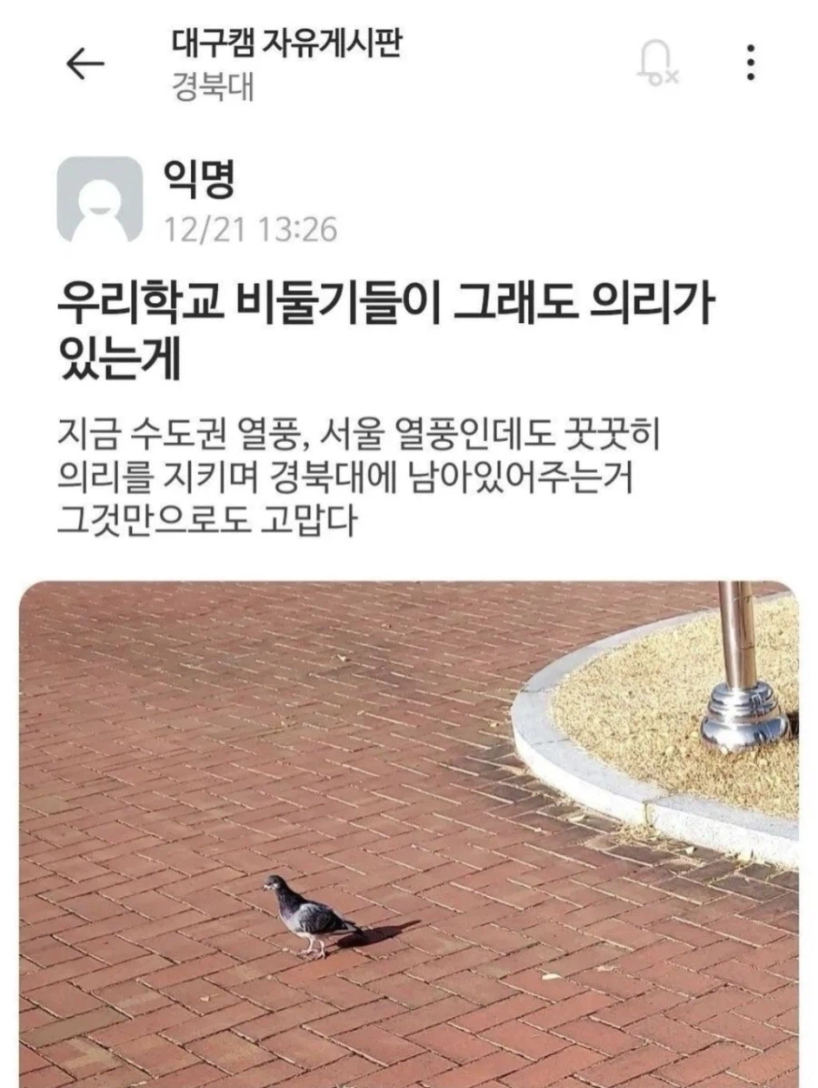 비둘기한테 감동 받은 경북대학생_1.webp