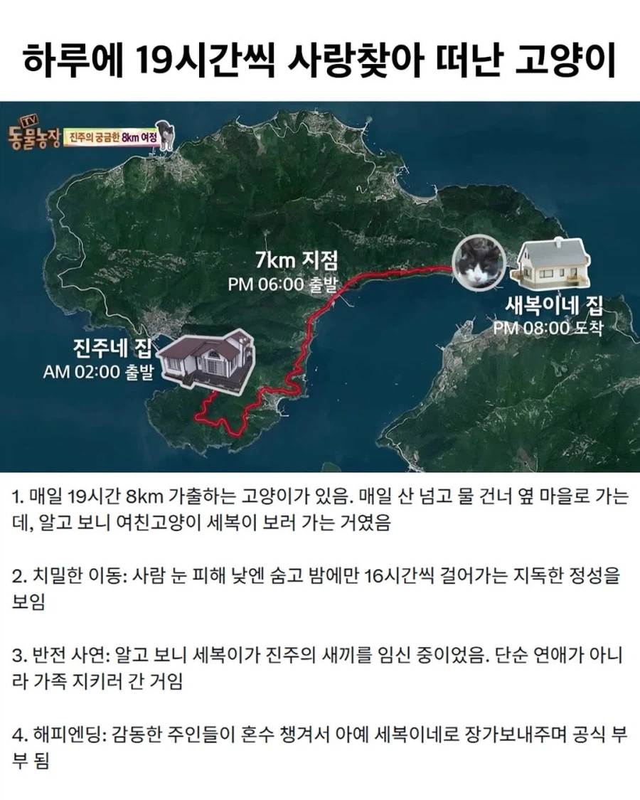 하루에 19시간씩 사랑찾아 떠난 냐옹이.,_1.webp