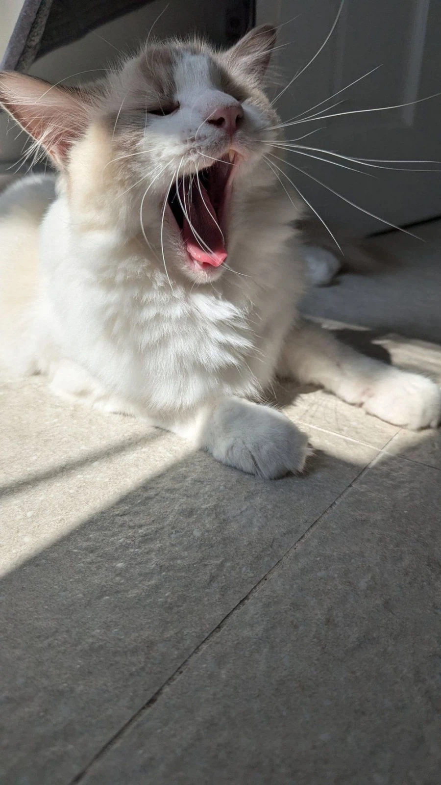 샤미드는 고양이다._6.webp