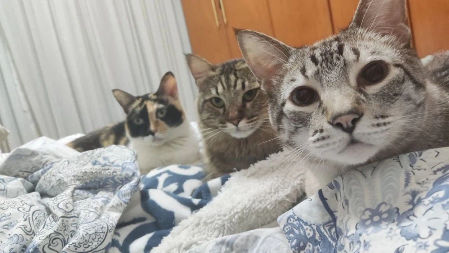 샤미드는 고양이다._8.webp