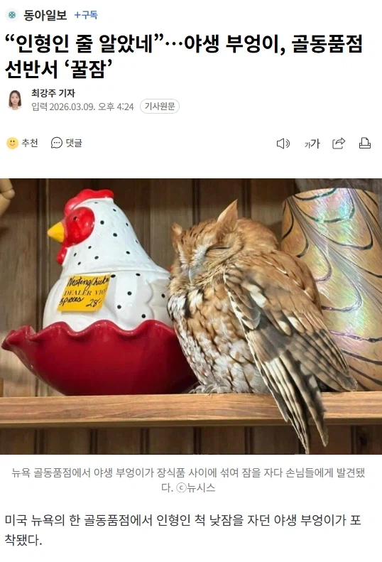 인형인줄 알았네_1.webp