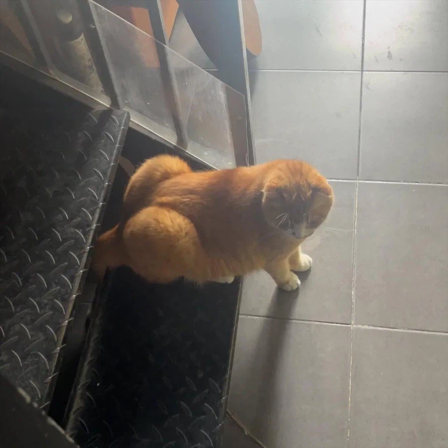 터질듯한 애플?힙_1.webp