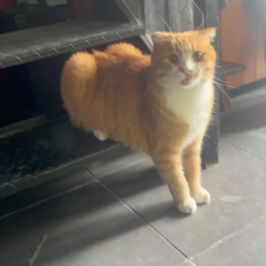 터질듯한 애플?힙_2.webp