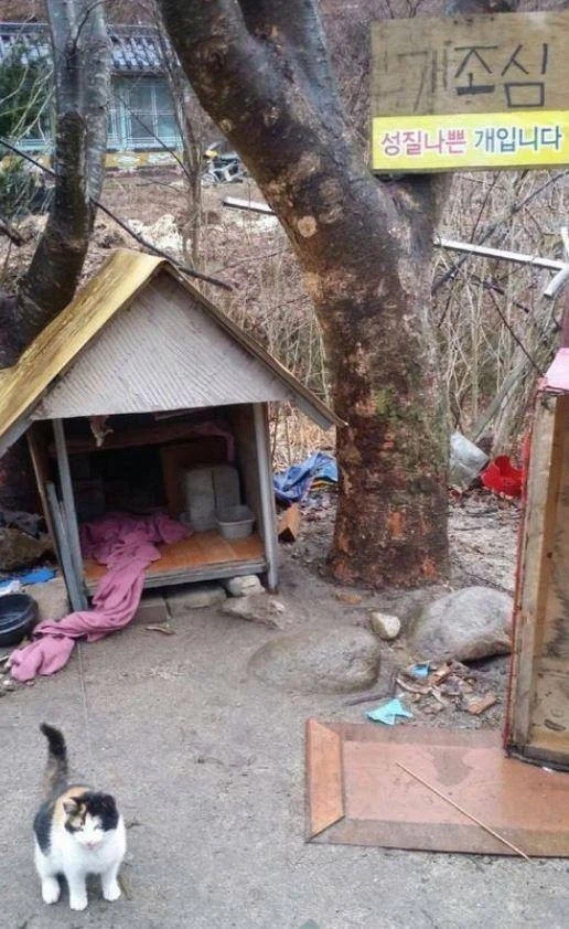 개조심- 성질 나쁜개 입니다._1.webp