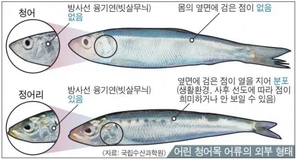 60~70년대까지만 해도 한국인들에게는 주식이었던 생선_1.webp