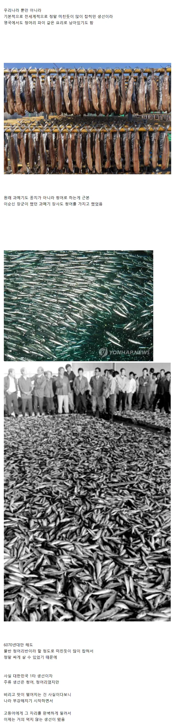 60~70년대까지만 해도 한국인들에게는 주식이었던 생선_3.webp