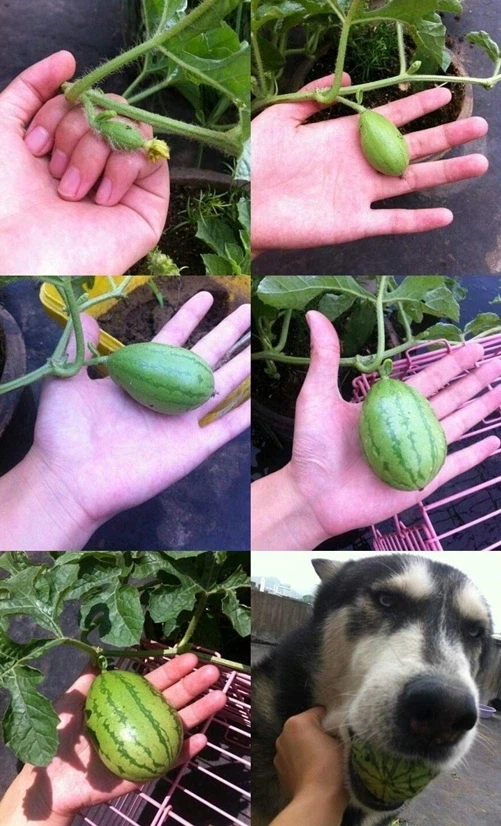 수박이 자라는 과정_1.webp
