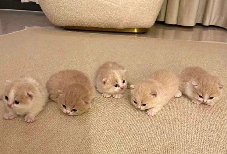 뭉티기 보다 더 좋은거_1.webp