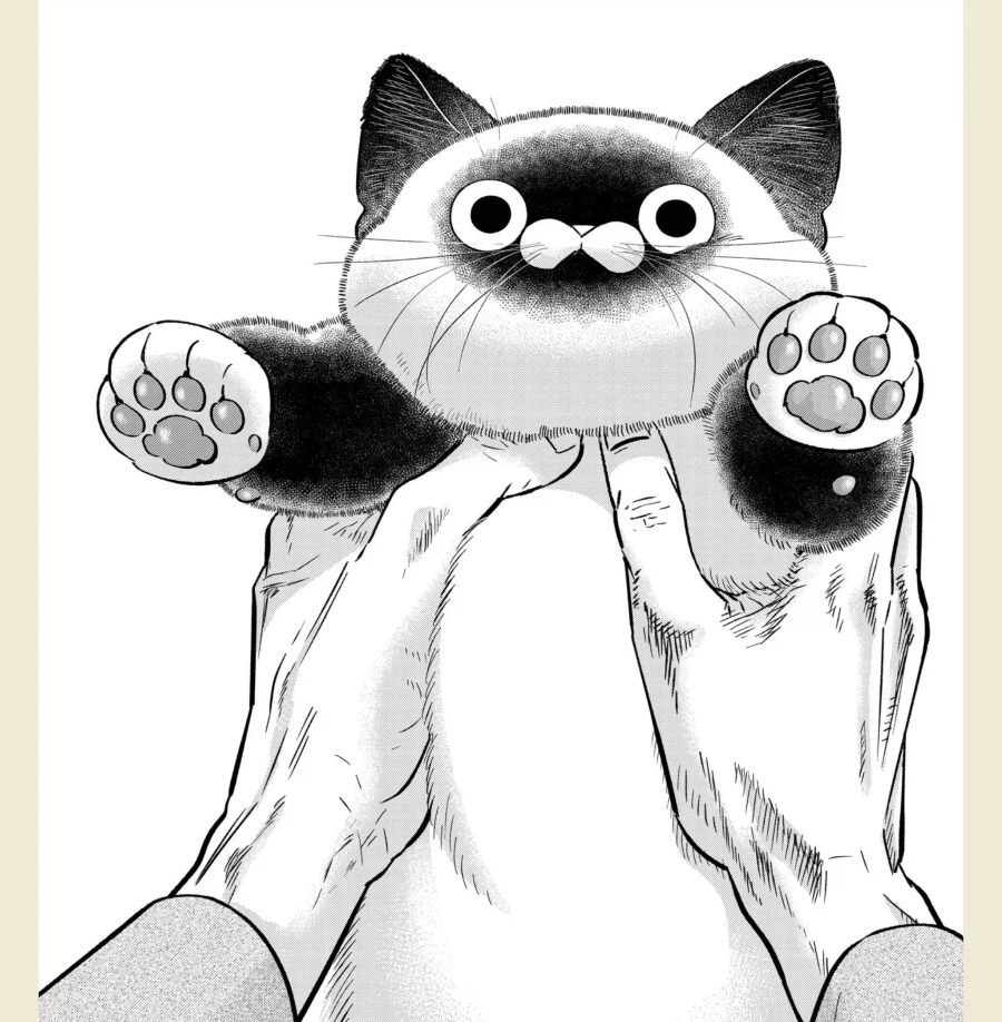 고양이 처음 본 사람들이 신기해하는 부위_1.webp