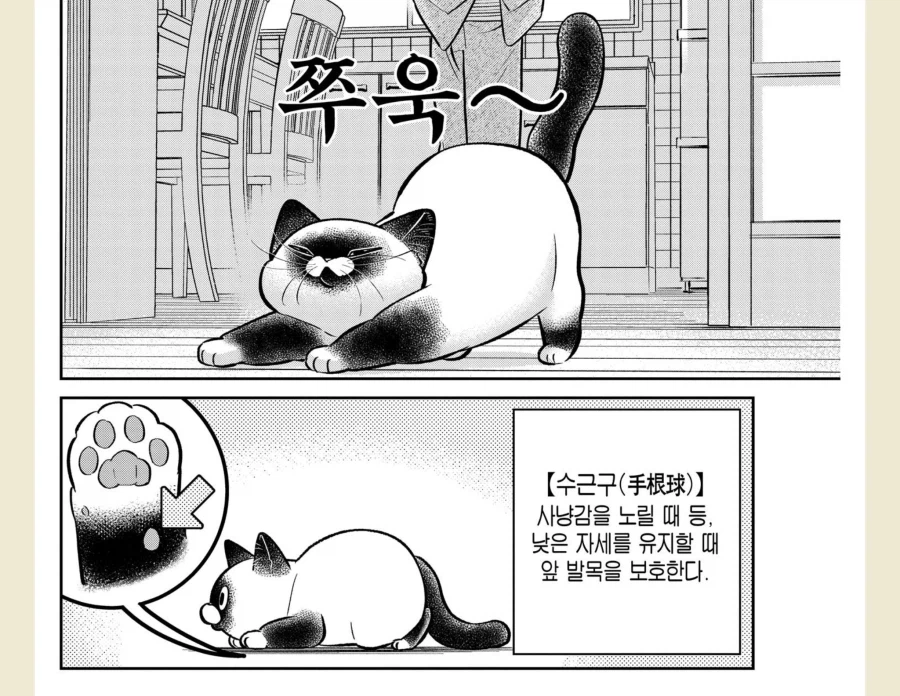 고양이 처음 본 사람들이 신기해하는 부위_3.webp