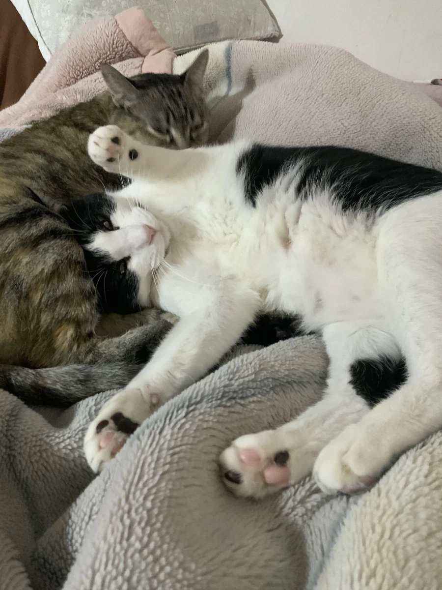 고양이 처음 본 사람들이 신기해하는 부위_4.webp