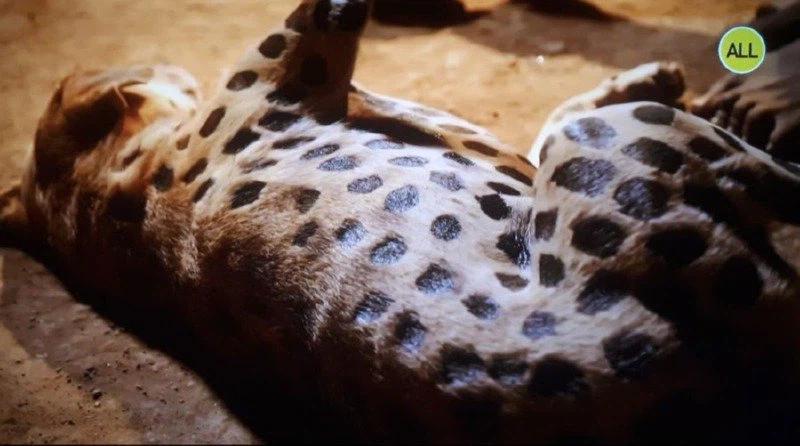 표범에게서 댕댕이를 지키기 위한 아프리카 부족의 묘책_1.webp