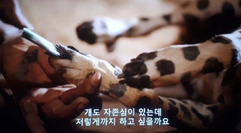 표범에게서 댕댕이를 지키기 위한 아프리카 부족의 묘책_3.webp