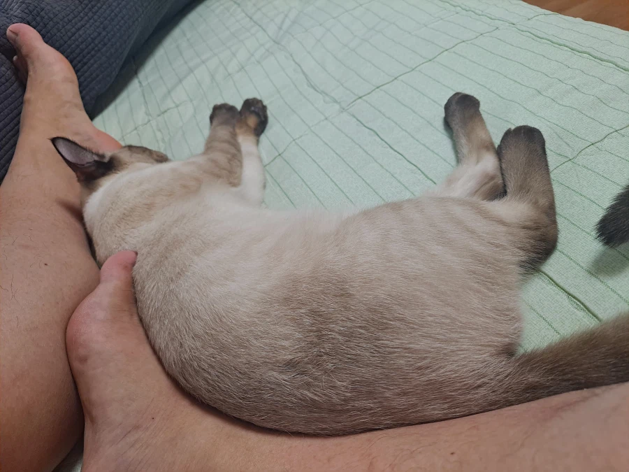 고양이 : 집사야 나도 집사 족발 좋은 것 안다~~_1.webp