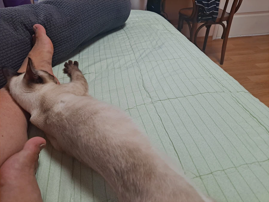 고양이 : 집사야 나도 집사 족발 좋은 것 안다~~_2.webp