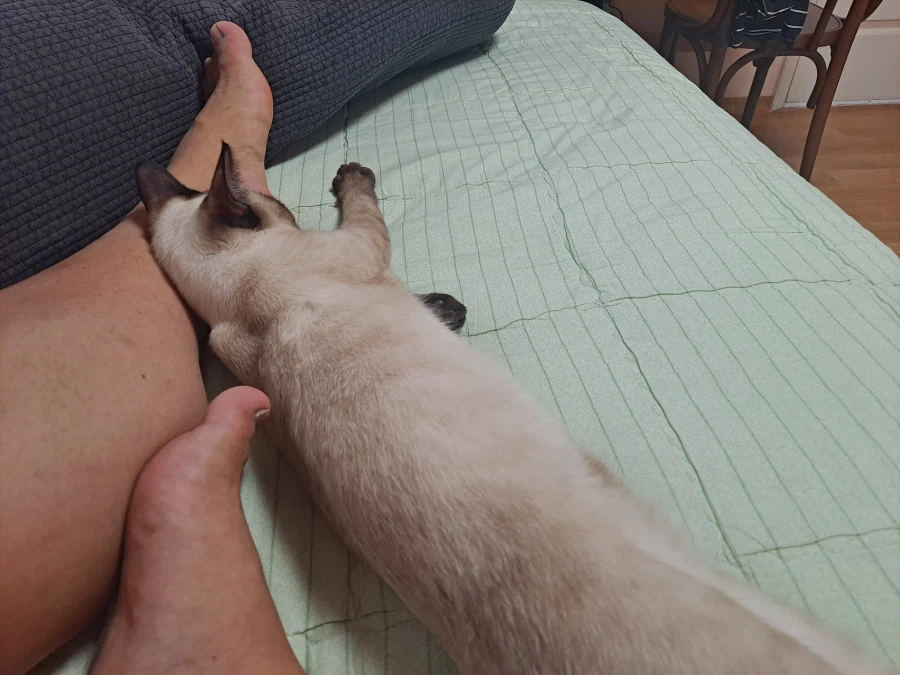 고양이 : 집사야 나도 집사 족발 좋은 것 안다~~_3.webp