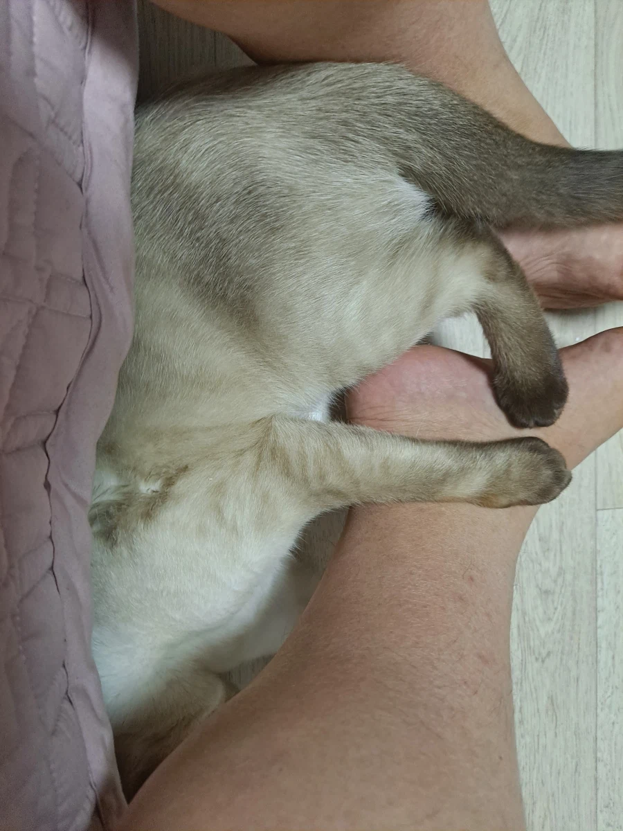 고양이 : 집사야 나도 집사 족발 좋은 것 안다~~_4.webp