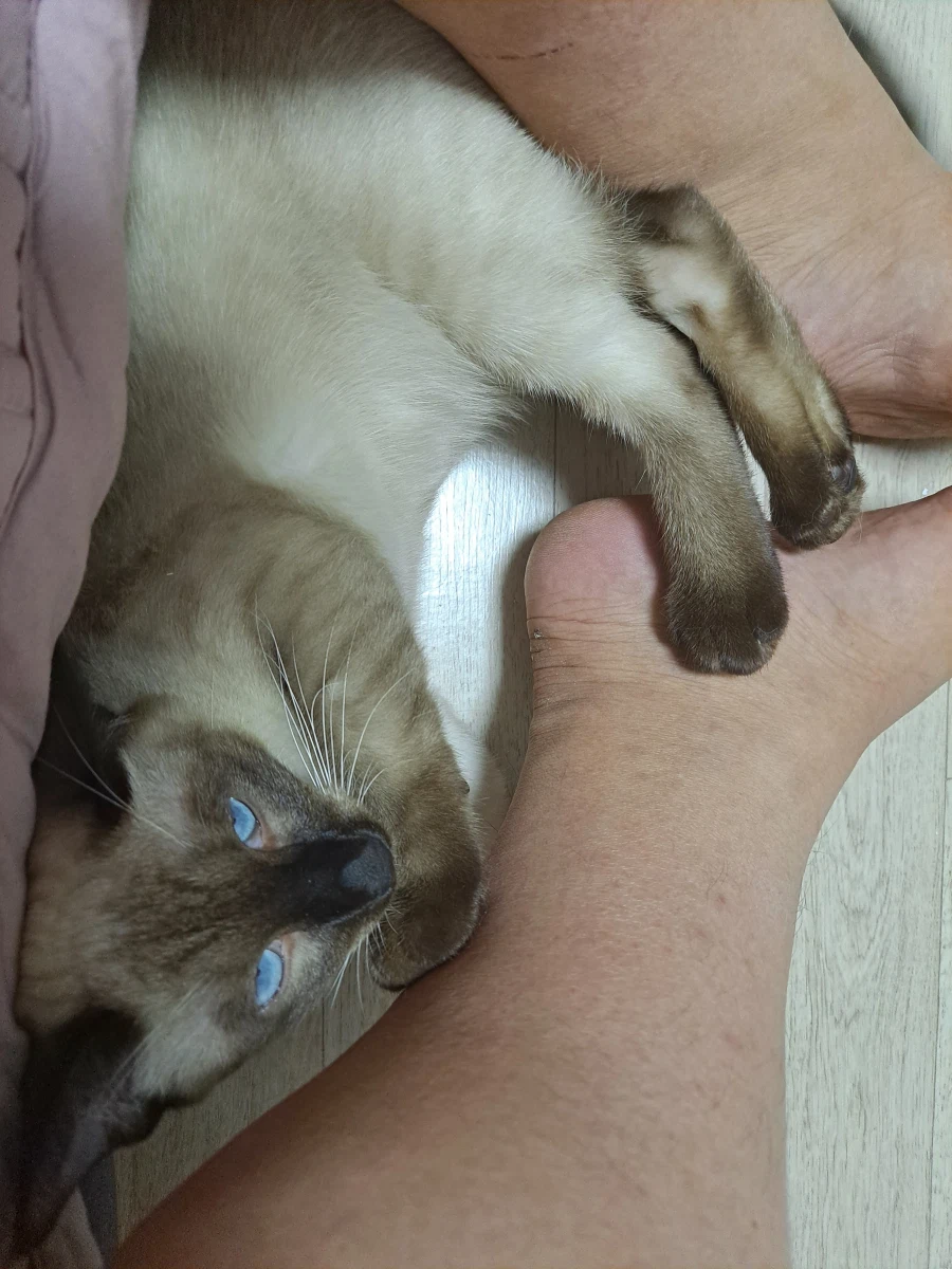 고양이 : 집사야 나도 집사 족발 좋은 것 안다~~_7.webp