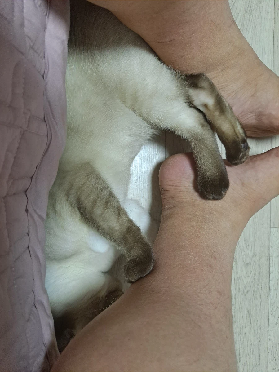 고양이 : 집사야 나도 집사 족발 좋은 것 안다~~_5.webp