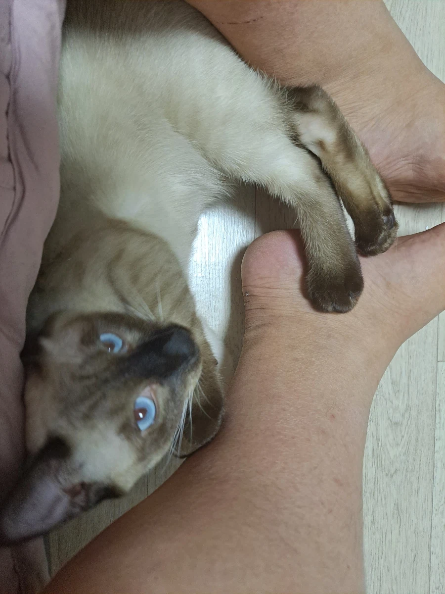 고양이 : 집사야 나도 집사 족발 좋은 것 안다~~_6.webp