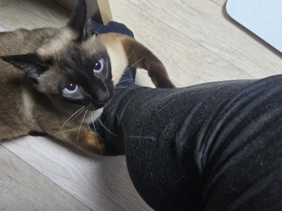 고양이 : 집사야 나도 집사 족발 좋은 것 안다~~_10.webp