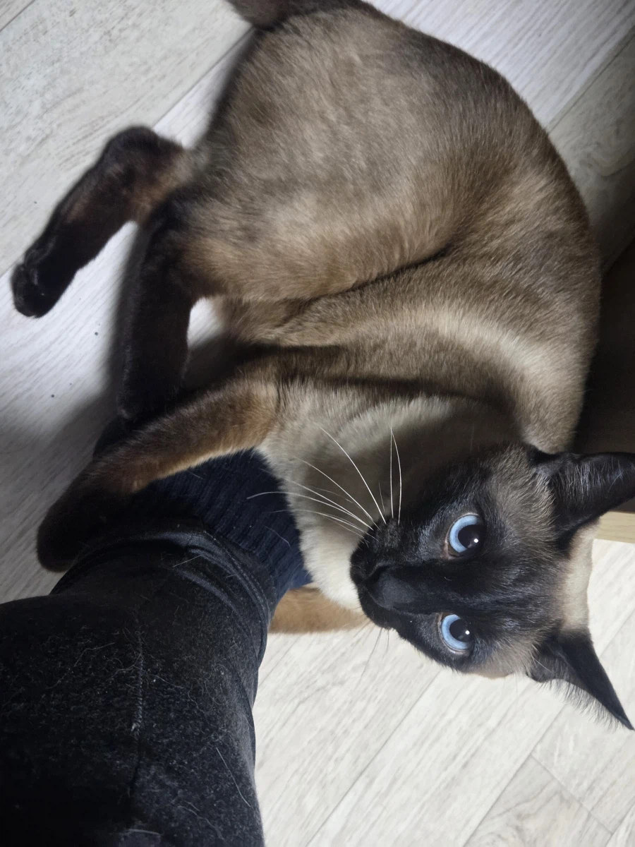 고양이 : 집사야 나도 집사 족발 좋은 것 안다~~_11.webp