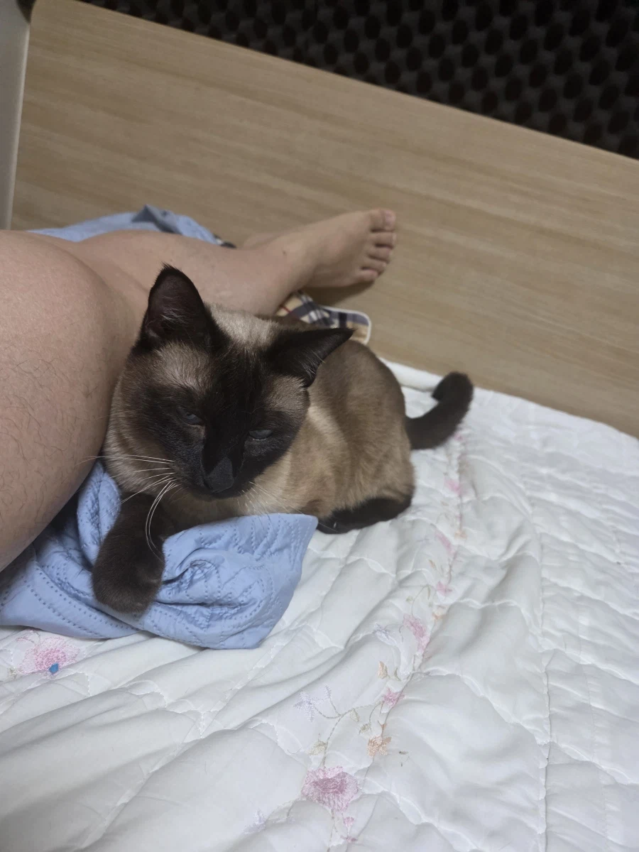 고양이 : 집사야 나도 집사 족발 좋은 것 안다~~_14.webp