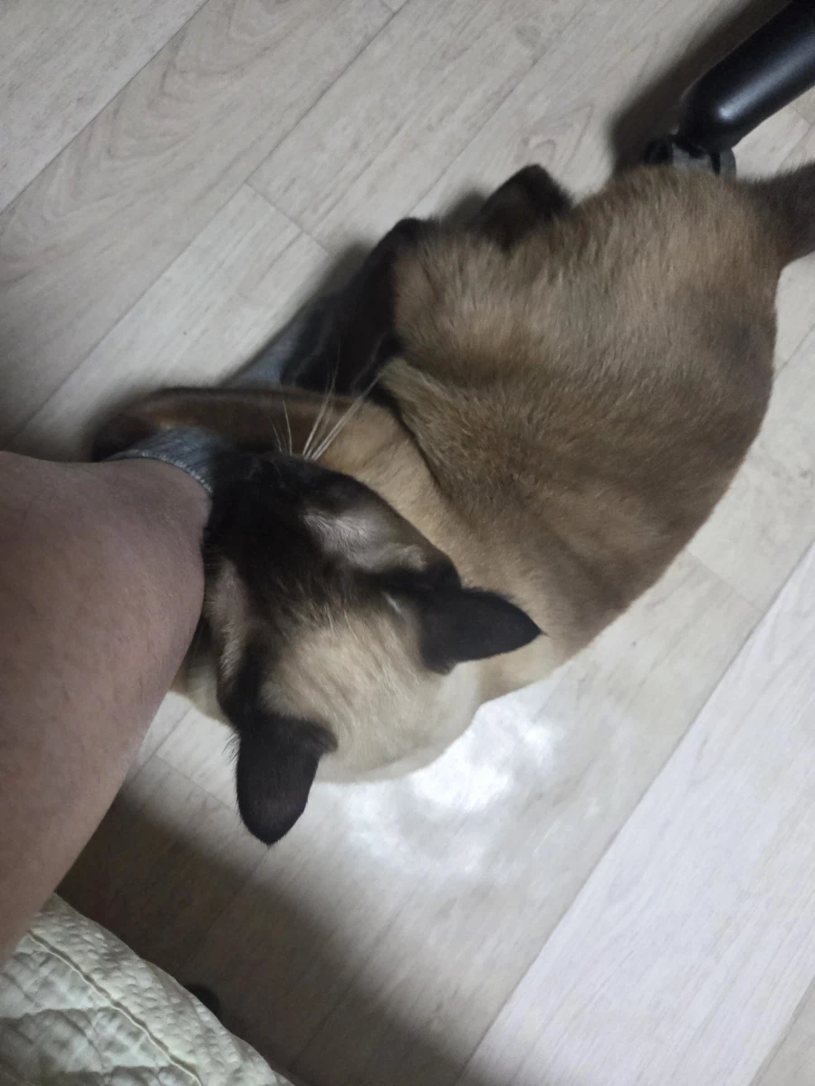 고양이 : 집사야 나도 집사 족발 좋은 것 안다~~_13.webp