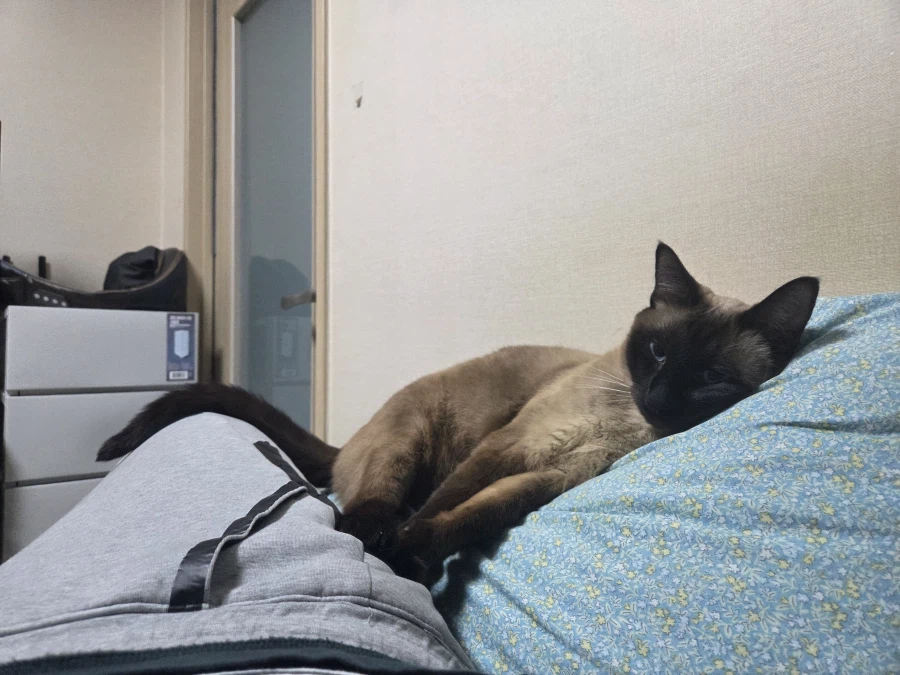 고양이 : 집사야 나도 집사 족발 좋은 것 안다~~_12.webp