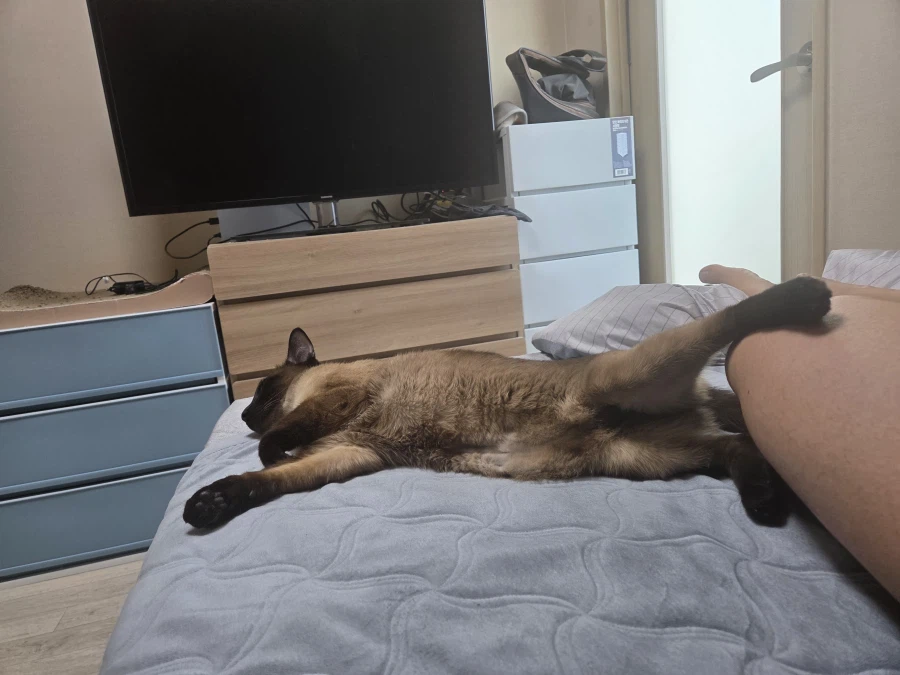 고양이 : 집사야 나도 집사 족발 좋은 것 안다~~_15.webp