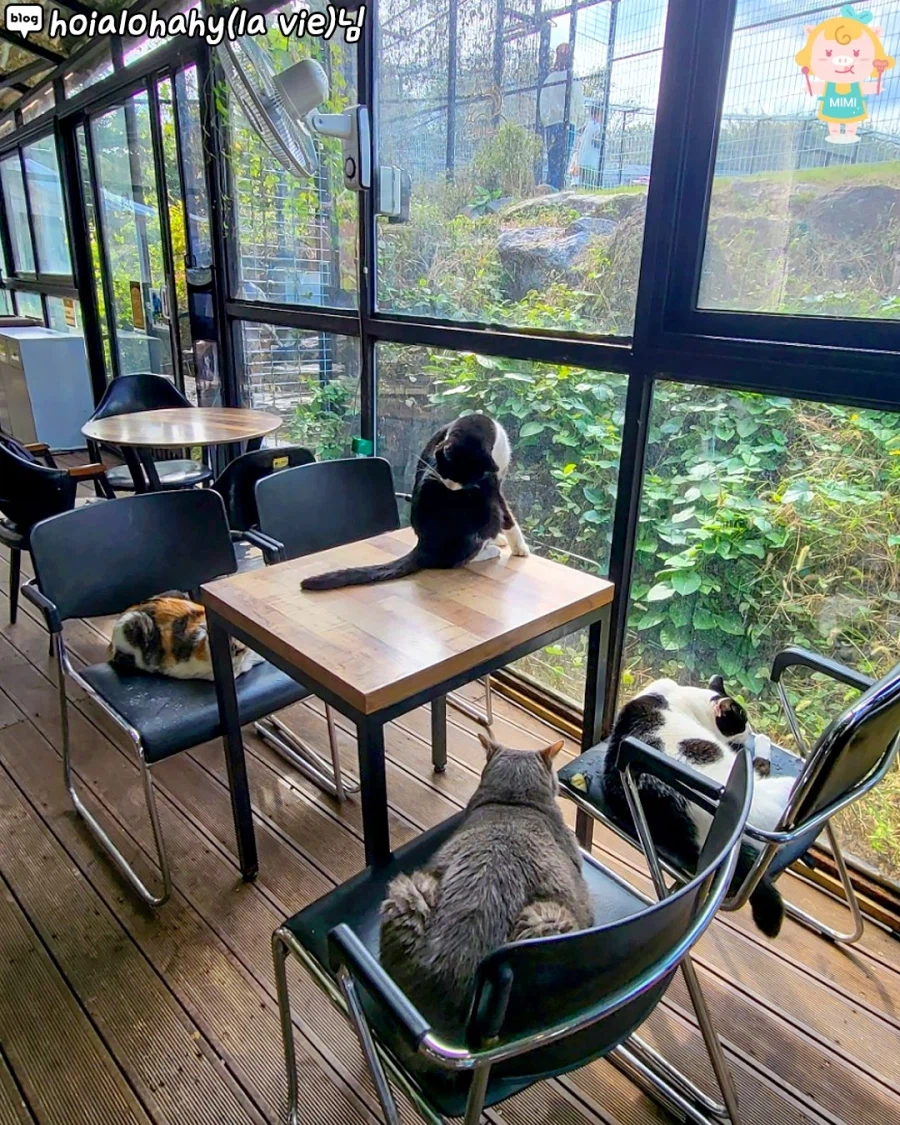 고양시에 있는 고양이 동산_1.webp